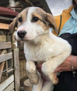 Christa a tan and white Romanian rescue dog | 1 Dog at a Time Rescue UK