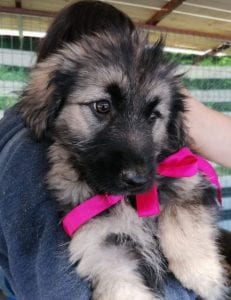 Cidney a black and tan Romanian rescue puppy | 1 Dog at a Time Rescue UK