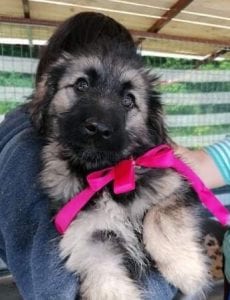 Cidney a black and tan Romanian rescue puppy | 1 Dog at a Time Rescue UK