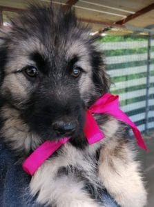 Cidney a black and tan Romanian rescue puppy | 1 Dog at a Time Rescue UK