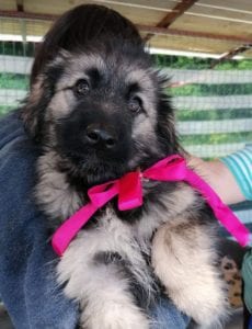 Cidney a black and tan Romanian rescue puppy | 1 Dog at a Time Rescue UK