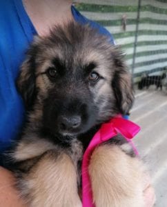 Cidney a black and tan Romanian rescue puppy | 1 Dog at a Time Rescue UK