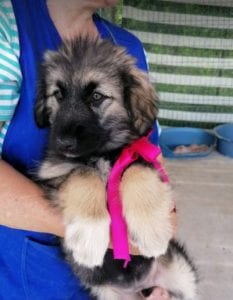 Cidney a black and tan Romanian rescue puppy | 1 Dog at a Time Rescue UK
