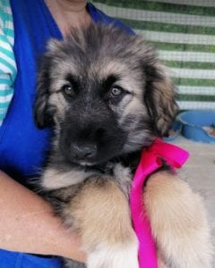 Cidney a black and tan Romanian rescue puppy | 1 Dog at a Time Rescue UK