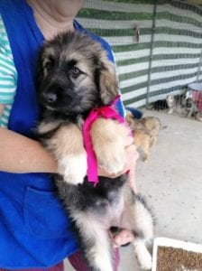 Cidney a black and tan Romanian rescue puppy | 1 Dog at a Time Rescue UK