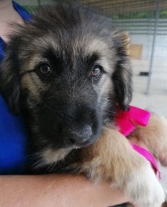 Cidney a black and tan Romanian rescue puppy | 1 Dog at a Time Rescue UK