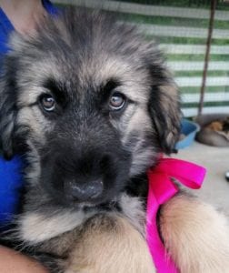 Cidney a black and tan Romanian rescue puppy | 1 Dog at a Time Rescue UK