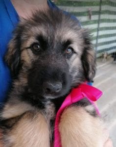 Cidney a black and tan Romanian rescue puppy | 1 Dog at a Time Rescue UK