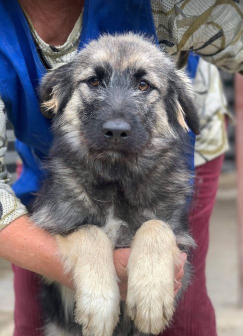 Cidney a black and tan Romanian rescue puppy | 1 Dog at a Time Rescue UK