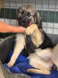 Cidney a black and tan Romanian rescue puppy | 1 Dog at a Time Rescue UK