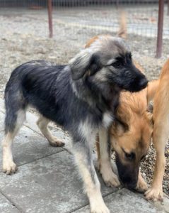 Cidney a black and tan Romanian rescue puppy | 1 Dog at a Time Rescue UK