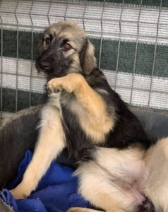 Cidney a black and tan Romanian rescue puppy | 1 Dog at a Time Rescue UK