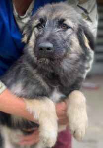 Cidney a black and tan Romanian rescue puppy | 1 Dog at a Time Rescue UK