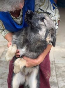 Cidney a black and tan Romanian rescue puppy | 1 Dog at a Time Rescue UK