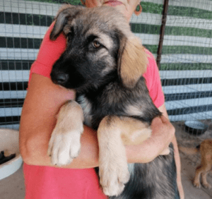 Cidney a black and tan Romanian rescue puppy | 1 Dog at a Time Rescue UK