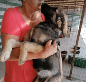 Cidney a black and tan Romanian rescue puppy | 1 Dog at a Time Rescue UK
