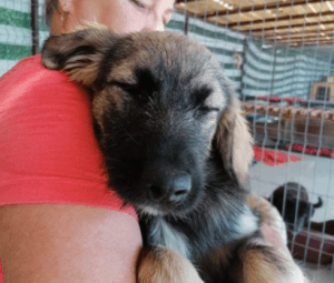 Cidney a black and tan Romanian rescue puppy | 1 Dog at a Time Rescue UK