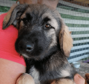 Cidney a black and tan Romanian rescue puppy | 1 Dog at a Time Rescue UK