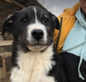 Cissy a black and white Romanian rescue dog | 1 Dog at a Time Rescue UK