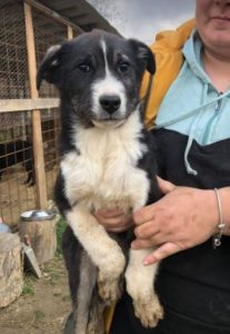 Cissy a black and white Romanian rescue dog | 1 Dog at a Time Rescue UK