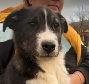 Cissy a black and white Romanian rescue dog | 1 Dog at a Time Rescue UK