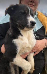 Cissy a black and white Romanian rescue dog | 1 Dog at a Time Rescue UK
