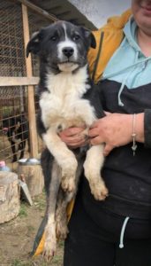 Cissy a black and white Romanian rescue dog | 1 Dog at a Time Rescue UK