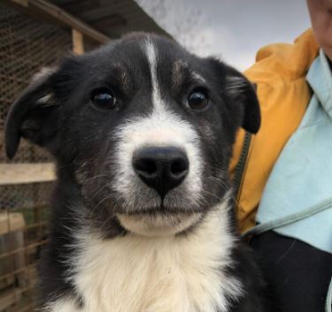 Cissy a white and black Romanian rescue dog 6_1 Dog at a Time Rescue UK Cissy a black and white Romanian rescue dog | 1 Dog at a Time Rescue UK