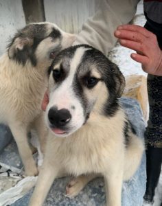 Crosby a grey and white Romanian rescue dog | 1 Dog at a Time Rescue UK