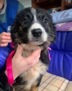Daisy a black and white Romanian rescue puppy ¦ 1 Dog at a Time Rescue UK