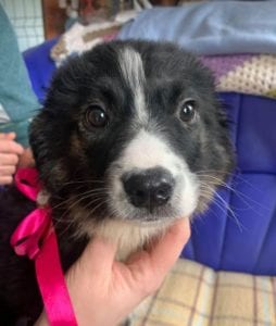 Daisy a black and white Romanian rescue puppy ¦ 1 Dog at a Time Rescue UK