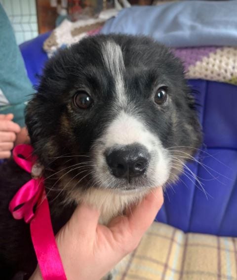Daisy a black and white Romanian rescue puppy 3 ¦ 1 Dog at a Time Rescue UK Daisy a black and white Romanian rescue puppy ¦ 1 Dog at a Time Rescue UK