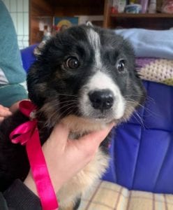 Daisy a black and white Romanian rescue puppy ¦ 1 Dog at a Time Rescue UK