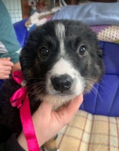 Daisy a black and white Romanian rescue puppy ¦ 1 Dog at a Time Rescue UK