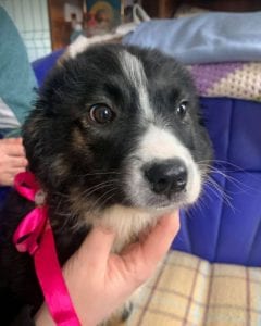 Daisy a black and white Romanian rescue puppy ¦ 1 Dog at a Time Rescue UK