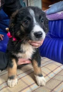 Daisy a black and white Romanian rescue puppy ¦ 1 Dog at a Time Rescue UK