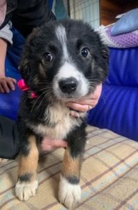 Daisy a black and white Romanian rescue puppy ¦ 1 Dog at a Time Rescue UK