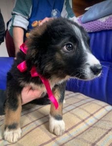 Daisy a black and white Romanian rescue puppy ¦ 1 Dog at a Time Rescue UK