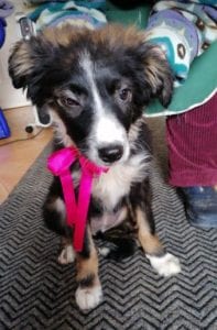 Daisy a black and white Romanian rescue puppy | 1 Dog at a Time Rescue UK