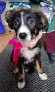 Daisy a black and white Romanian rescue puppy | 1 Dog at a Time Rescue UK