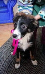 Daisy a black and white Romanian rescue puppy | 1 Dog at a Time Rescue UK
