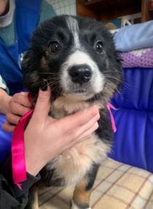 Daisy a black and white Romanian rescue puppy ¦ 1 Dog at a Time Rescue UK