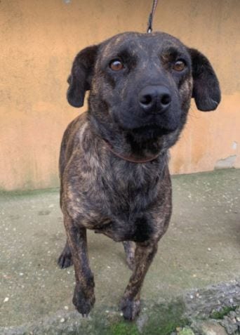 Della a brindle Romanian resuce dog ¦ 1 Dog at a Time Rescue UK