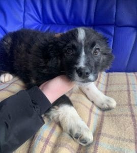 Demi a black and white Romanian rescue puppy ¦ 1 Dog at a Time Rescue UK