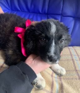 Demi a black and white Romanian rescue puppy ¦ 1 Dog at a Time Rescue UK