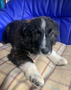 Demi a black and white Romanian rescue puppy ¦ 1 Dog at a Time Rescue UK