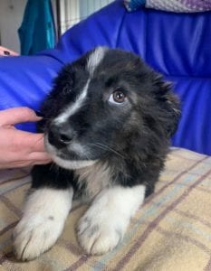 Demi a black and white Romanian rescue puppy ¦ 1 Dog at a Time Rescue UK