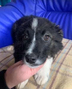 Demi a black and white Romanian rescue puppy ¦ 1 Dog at a Time Rescue UK