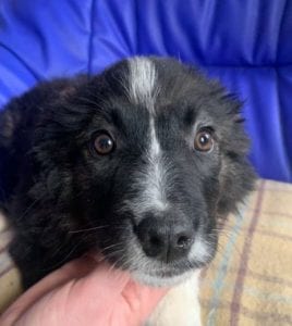 Demi a black and white Romanian rescue puppy ¦ 1 Dog at a Time Rescue UK