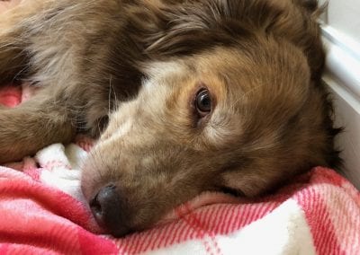 Ducu a Romanian street dog lying a pink blanket | 1 Dog At a Time Rescue UK